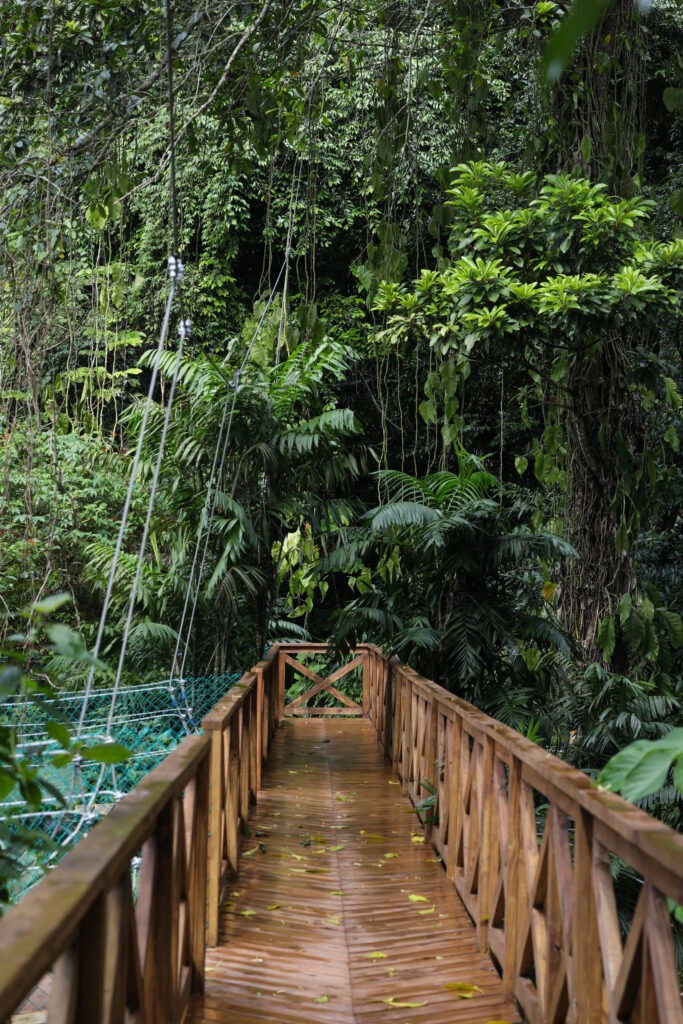 Jungle View Bridge